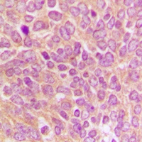 Caspase 9 p35 Rabbit Polyclonal Antibody