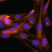Caspase 9 p35 Rabbit Polyclonal Antibody