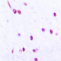 CDC25C (Phospho-S216) Antibody