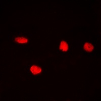CDC25C (Phospho-S216) Antibody