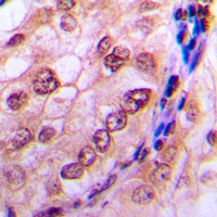 CDC6 (Phospho-S54) Antibody