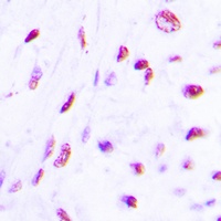 C/EBP beta (Phospho-T235) Antibody