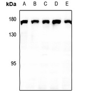 CLASP1 Antibody