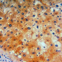CD184 Antibody
