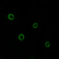 CD184 Antibody