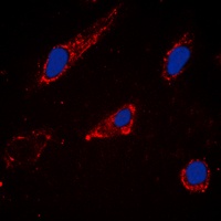 Cytochrome P450 2C19 Antibody