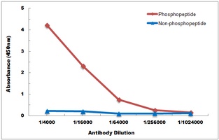 DAXX (Phospho-S668) Antibody