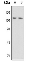 DAXX Rabbit Polyclonal Antibody