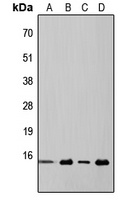 4EBP1 Antibody