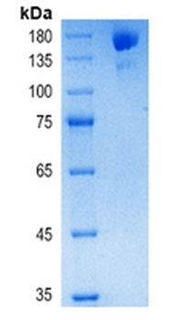 Recombinant COVID-19 S-trimer Protein (BF.7)