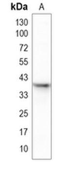 EI24 Rabbit Polyclonal Antibody