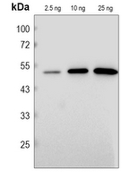 CENH3 Rabbit Polyclonal Antibody