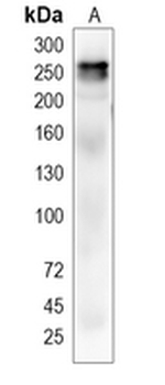 ACACB Rabbit Monoclonal Antibody