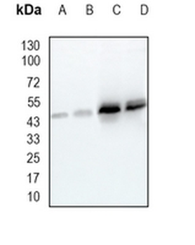 DDB2 Rabbit Monoclonal Antibody