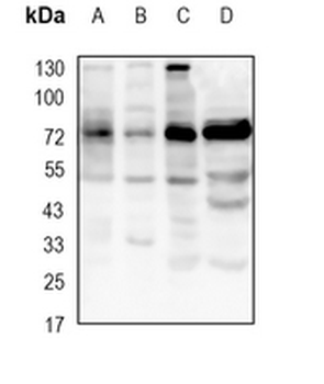 SENP1 Rabbit Monoclonal Antibody