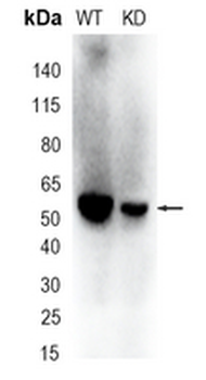 CBX2 Rabbit Monoclonal Antibody