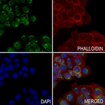 GRASP65 Rabbit Monoclonal Antibody