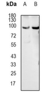 UNR Rabbit Monoclonal Antibody