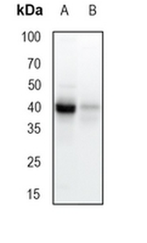PON1 Rabbit Monoclonal Antibody