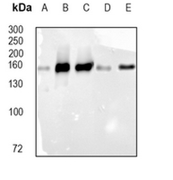 CD49b Rabbit Monoclonal Antibody
