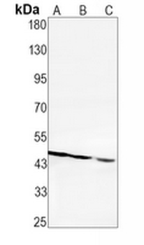 pro-Caspase 9 Rabbit Monoclonal Antibody