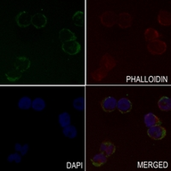 COX2 Rabbit Monoclonal Antibody