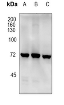 ATG7 Rabbit Monoclonal Antibody