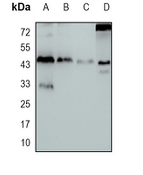 BMP4 Rabbit Monoclonal Antibody