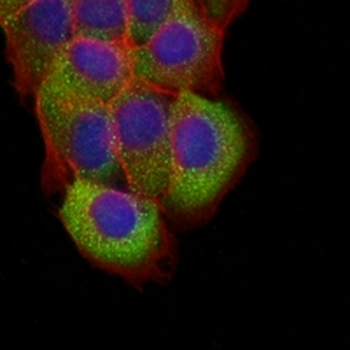 BMP4 Rabbit Monoclonal Antibody
