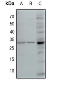 PDX1 Rabbit Monoclonal Antibody