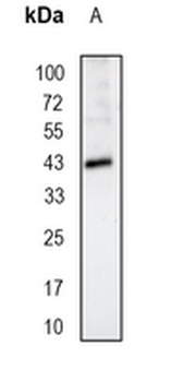 SRSF6 Rabbit Monoclonal Antibody