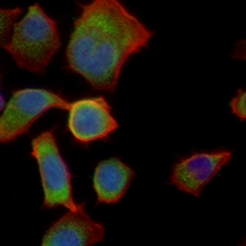 Flag-tag Mouse Monoclonal Antibody