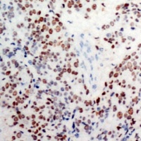 c-Jun (Phospho-S63) Rabbit Polyclonal Antibody