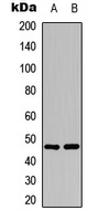 c-Jun (Phospho-T239) Antibody