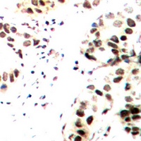 c-Jun (Phospho-T239) Antibody