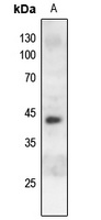 c-Jun (Phospho-S243) Antibody
