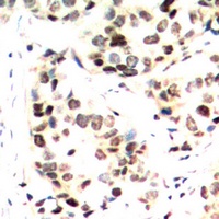c-Jun (Phospho-S243) Antibody