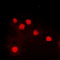 c-Jun (Phospho-S243) Antibody