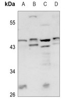 BCOX1 Rabbit Polyclonal Antibody