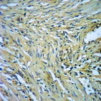BCOX1 Rabbit Polyclonal Antibody