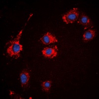 BCOX1 Rabbit Polyclonal Antibody