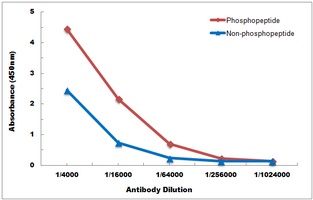 LYN (Phospho-Y397) Antibody