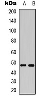 MKK7 (Phospho-S271) Antibody