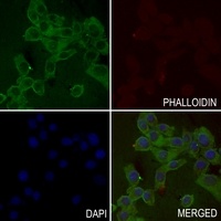 ASK1 (Phospho-S83) Antibody