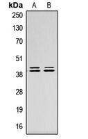 ERK1/2 Rabbit Polyclonal Antibody