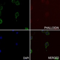 TAU (Phospho-S721) Antibody