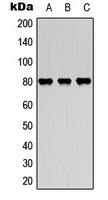 MARCKS Rabbit Polyclonal Antibody