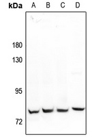 MARK2 Rabbit Polyclonal Antibody