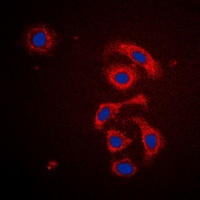 MRPS21 Rabbit Polyclonal Antibody