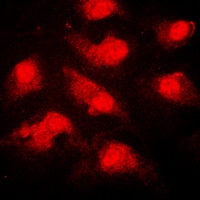 NEK9 (Phospho-T210) Antibody